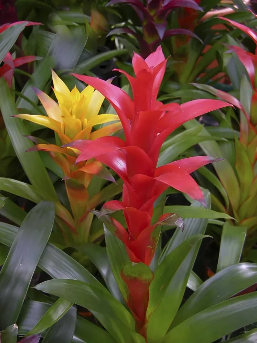 Framed Print : Bromeliads in Bloom Print Framed Print : Bromeliads in Bloom Print