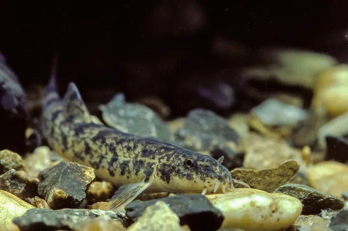 Framed Print : Brook Loach Print - Barbatula barbatula Framed Print : Brook Loach Print - Barbatula barbatula