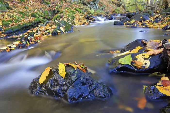 Framed Print : Autumn Brook in Westerwald, Hessen, Germany Print Framed Print : Autumn Brook in Westerwald, Hessen, Germany Print