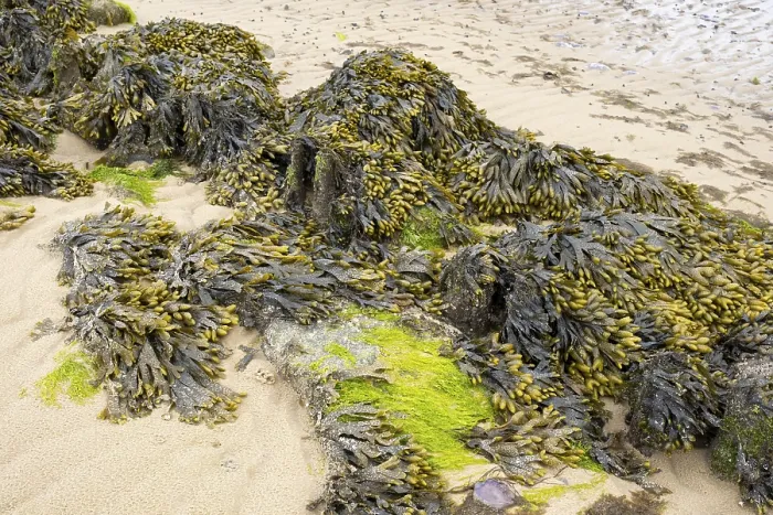 Framed Print : Brown Algae and Seaweed Print, North Sea Mudflats, Germany Framed Print : Brown Algae and Seaweed Print, North Sea Mudflats, Germany