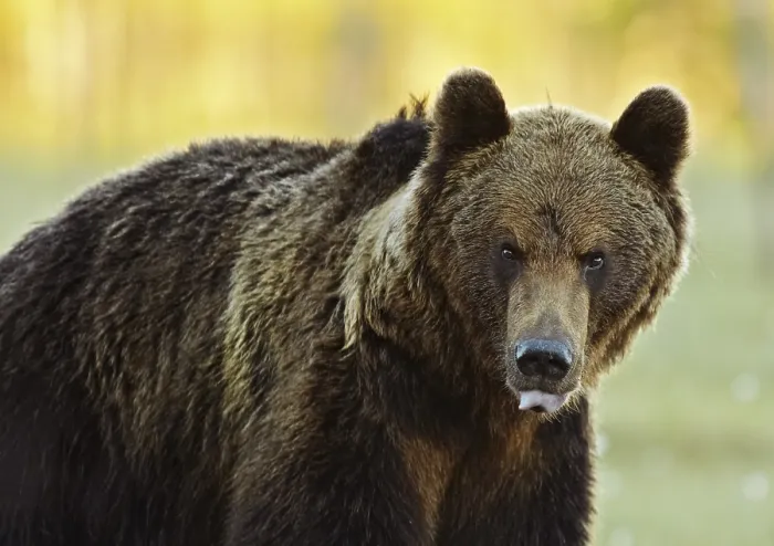 Framed Print : Brown Bear Print by ImageBROKER