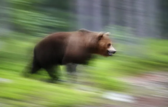 Framed Print : Brown Bear Print by ImageBROKER Framed Print : Brown Bear Print by ImageBROKER