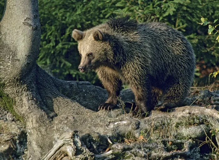 Framed Print : Brown Bear Print - Ursus Arctos Framed Print : Brown Bear Print - Ursus Arctos