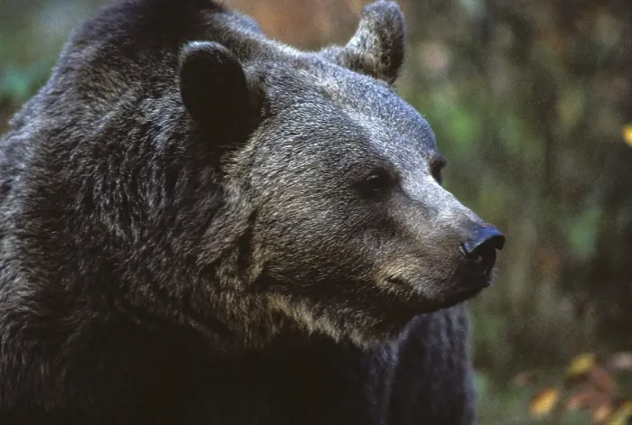 Framed Print : Brown Bear Print, Ursus Arctos, Carnivora Predators