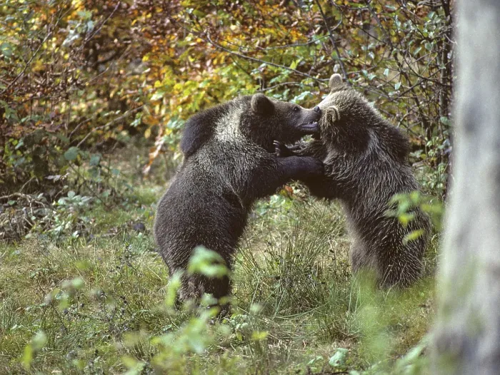 Framed Print : Brown Bear Print - Ursus Arctos Fight