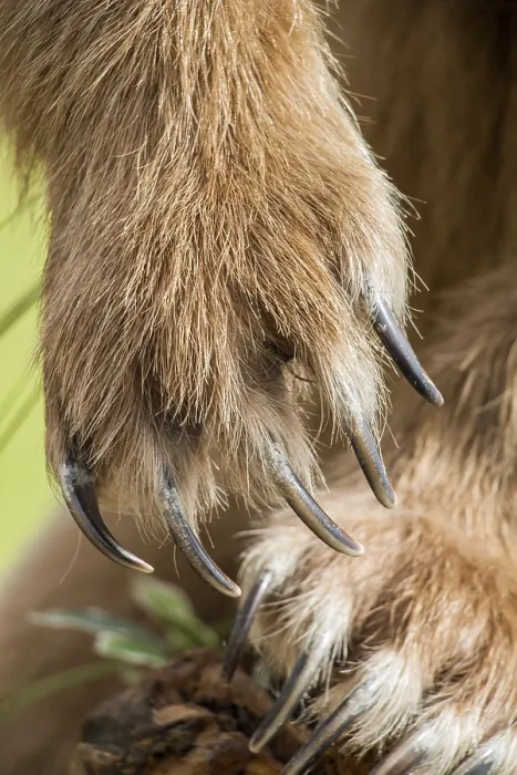 Framed Print : Brown Bear Paw Print with Sharp Claws Framed Print : Brown Bear Paw Print with Sharp Claws