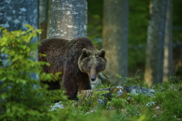 Framed Print : European Brown Bear in Dense Forest Print