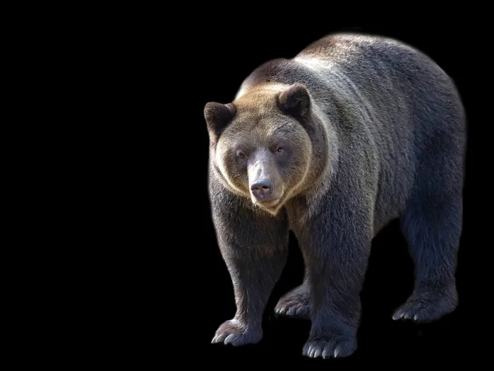 Framed Print : Brown Bear Print on Black Background Framed Print : Brown Bear Print on Black Background