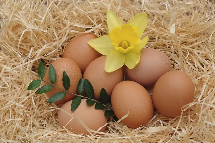 Framed Print : Brown Chicken Eggs with Daffodil Easter Print