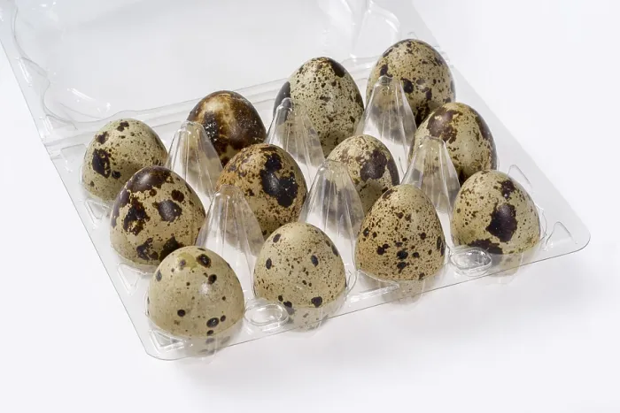 Framed Print : Quail Eggs in Translucent Box Print Framed Print : Quail Eggs in Translucent Box Print