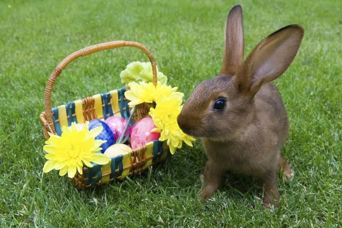 Framed Print : A Brown Rabbit in Front of an Easter Basket Print Framed Print : A Brown Rabbit in Front of an Easter Basket Print