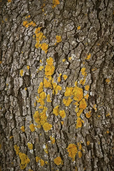 Framed Print : Brown Tree Trunk Texture Print in Nature Framed Print : Brown Tree Trunk Texture Print in Nature