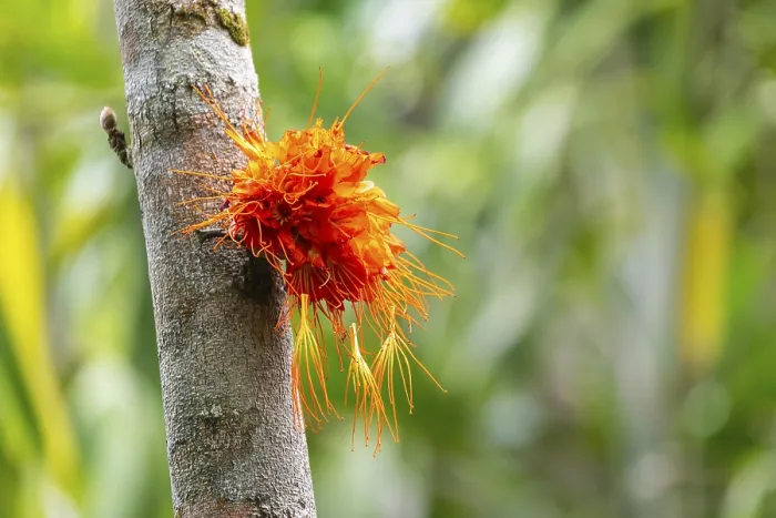 Framed Print : Brownea macrophylla in Bloom Print, El Valle, Colombia Framed Print : Brownea macrophylla in Bloom Print, El Valle, Colombia