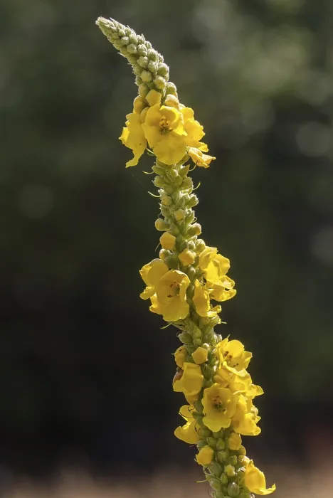 Framed Print : Large-Flowered Mullein Print, Verbascum densiflorum Framed Print : Large-Flowered Mullein Print, Verbascum densiflorum