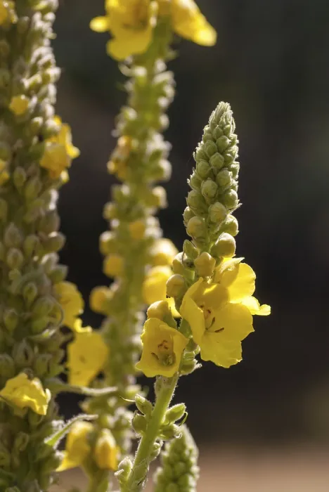 Framed Print : Large-Flowered Mullein Print, Verbascum densiflorum Framed Print : Large-Flowered Mullein Print, Verbascum densiflorum