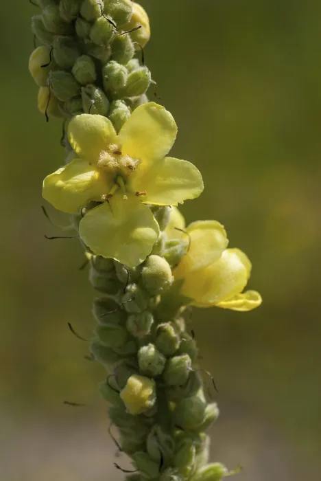 Framed Print : Large-Flowered Mullein Print, Verbascum densiflorum Framed Print : Large-Flowered Mullein Print, Verbascum densiflorum