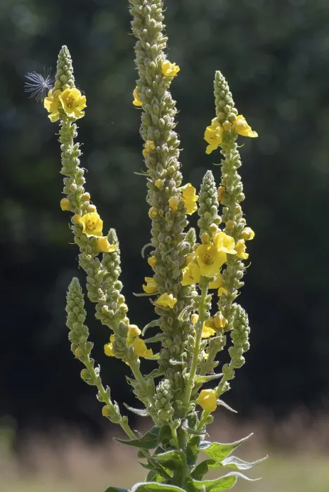 Framed Print : Large-Flowered Mullein Print - Verbascum densiflorum Framed Print : Large-Flowered Mullein Print - Verbascum densiflorum