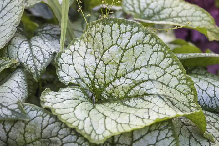 Framed Print : Brunnera Patterned Leaves Garden Print Framed Print : Brunnera Patterned Leaves Garden Print