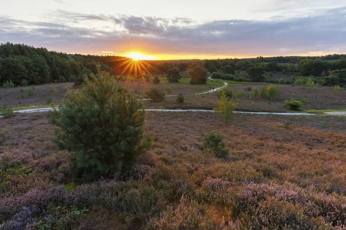 Framed Print : Brunssumer Heide Print, Netherlands Landscape Framed Print : Brunssumer Heide Print, Netherlands Landscape