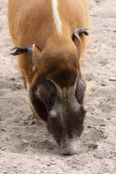 Framed Print : Brush-eared Pig Print Framed Print : Brush-eared Pig Print