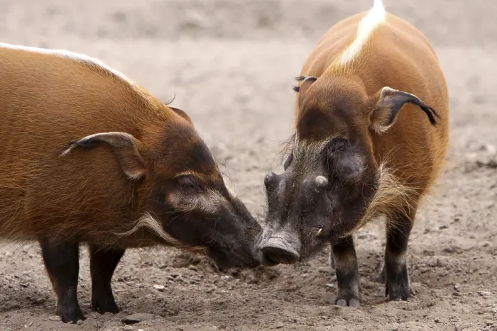 Framed Print : Brush-eared Pig Print Framed Print : Brush-eared Pig Print