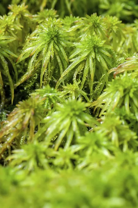Framed Print : Deciduous Moss Print, Sphagnum Riparium Framed Print : Deciduous Moss Print, Sphagnum Riparium