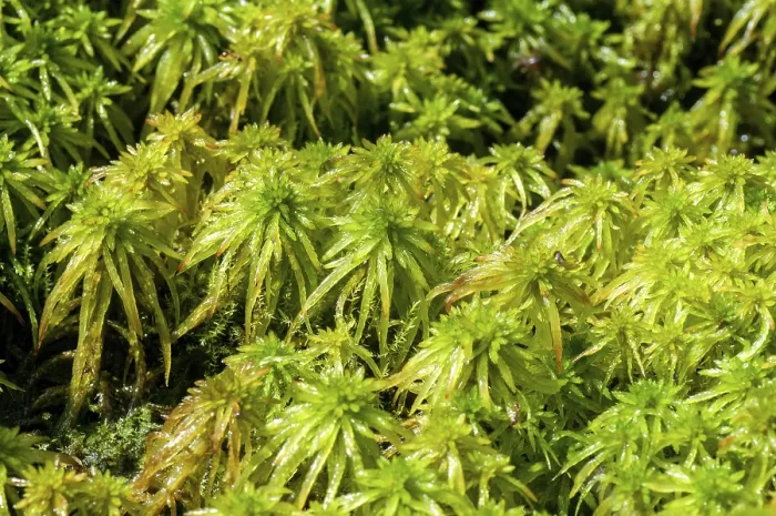 Framed Print : Bryophytina Cuspidata Deciduous Moss Print Framed Print : Bryophytina Cuspidata Deciduous Moss Print