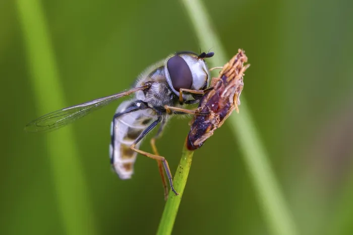 Framed Print : Large-fronted Hoverfly Print