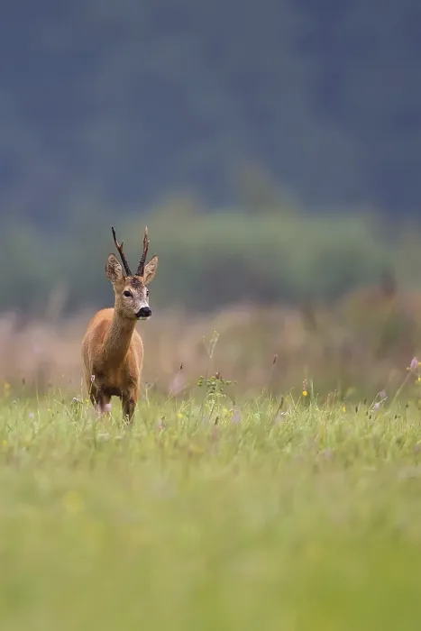 Framed Print : Buck Deer in a Clearing Print
