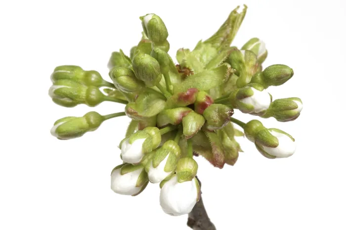 Framed Print : Cherry Blossom Print: Budding of the Cherry Framed Print : Cherry Blossom Print: Budding of the Cherry