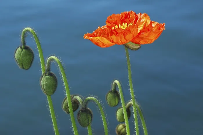 Framed Print : Budding Poppies Print Framed Print : Budding Poppies Print