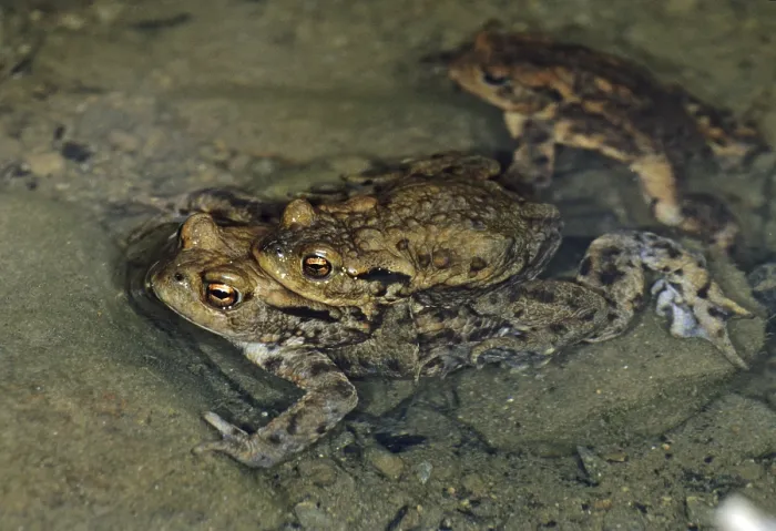 Framed Print : Print of Bufo bufo, Common Toad in Mating Framed Print : Print of Bufo bufo, Common Toad in Mating