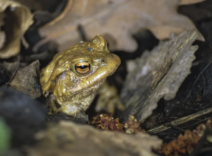 Framed Print : Bufo bufo, Common Toad Print Framed Print : Bufo bufo, Common Toad Print