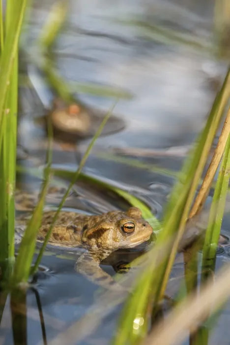 Framed Print : Bufo bufo, Common Toad Print - Portrait Framed Print : Bufo bufo, Common Toad Print - Portrait