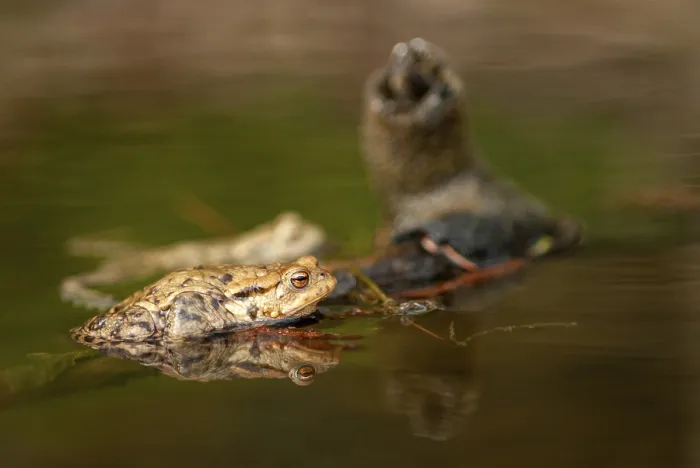 Framed Print : Bufo bufo Print, Mirror Image of Common Toad Framed Print : Bufo bufo Print, Mirror Image of Common Toad