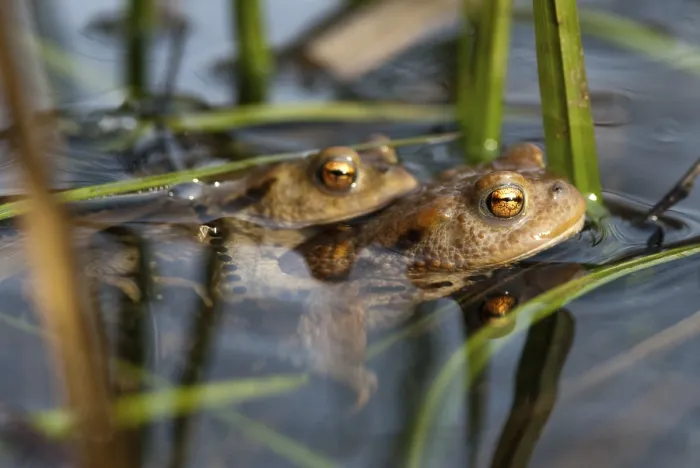 Framed Print : Bufo bufo Print - Common Toad Framed Print : Bufo bufo Print - Common Toad