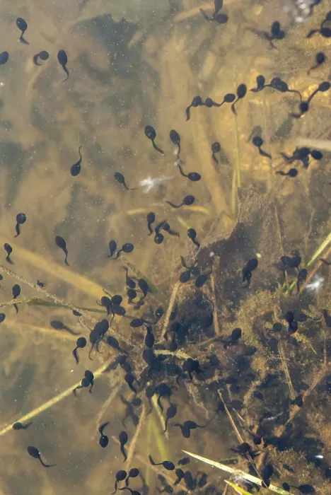 Framed Print : Bufo bufo Print - Common Toad Portrait Framed Print : Bufo bufo Print - Common Toad Portrait