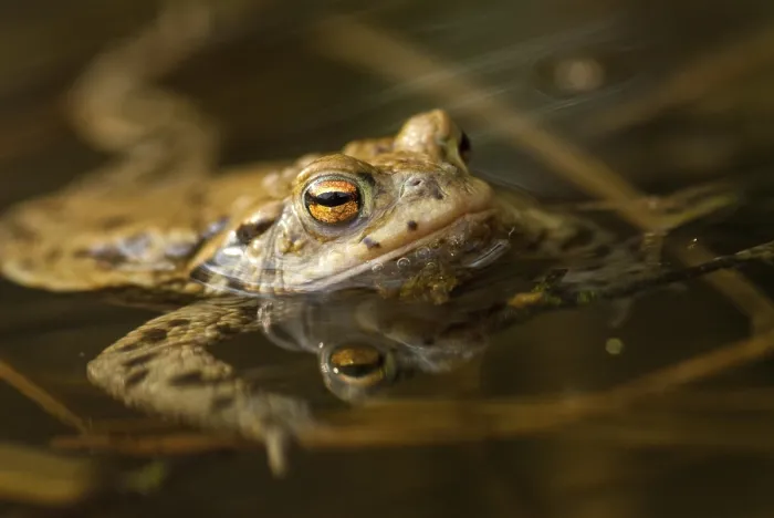Framed Print : Bufo bufo Print - Common Toad in Mirror Image Framed Print : Bufo bufo Print - Common Toad in Mirror Image