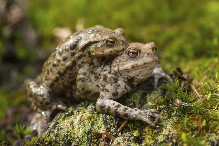 Framed Print : Bufo bufo Print - Common Toad Framed Print : Bufo bufo Print - Common Toad