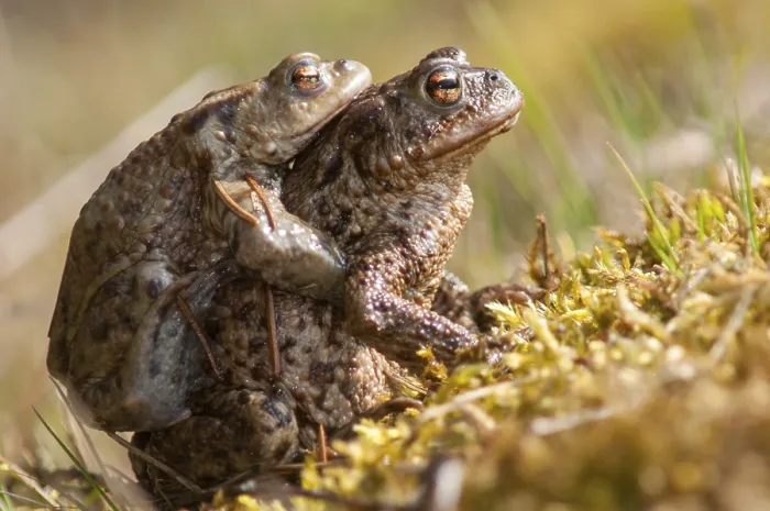 Framed Print : Bufo bufo Print: Common Toad Spawning Migration Framed Print : Bufo bufo Print: Common Toad Spawning Migration