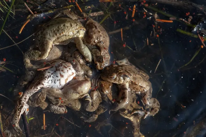 Framed Print : Print of Bufo bufo, Common Toad in Spring Framed Print : Print of Bufo bufo, Common Toad in Spring