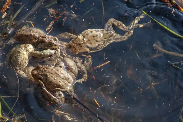 Framed Print : Print of Bufo bufo, Common Toad in Spring Mating Season Framed Print : Print of Bufo bufo, Common Toad in Spring Mating Season