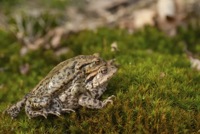 Framed Print : Bufo bufo Print - Common Toad Framed Print : Bufo bufo Print - Common Toad