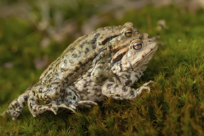 Framed Print : Bufo bufo Print - Common Toad Framed Print : Bufo bufo Print - Common Toad