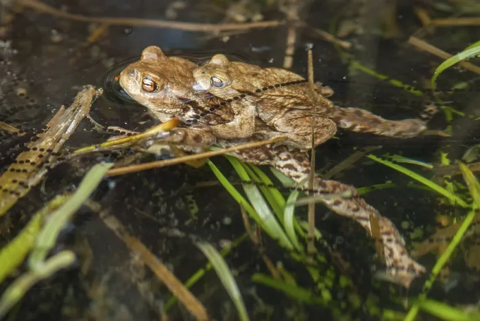 Framed Print : Bufo bufo Print - Common Toad Framed Print : Bufo bufo Print - Common Toad