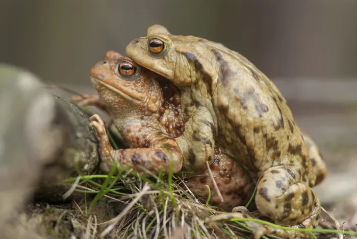 Framed Print : Bufo bufo Print - Common Toad Framed Print : Bufo bufo Print - Common Toad