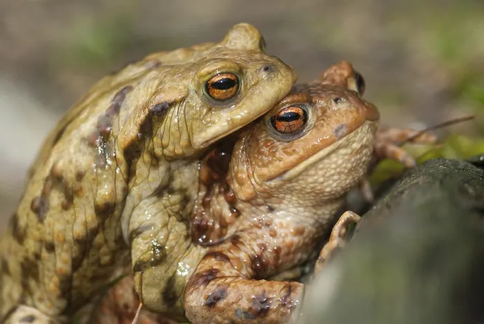 Framed Print : Bufo bufo - Common Toad Print Framed Print : Bufo bufo - Common Toad Print