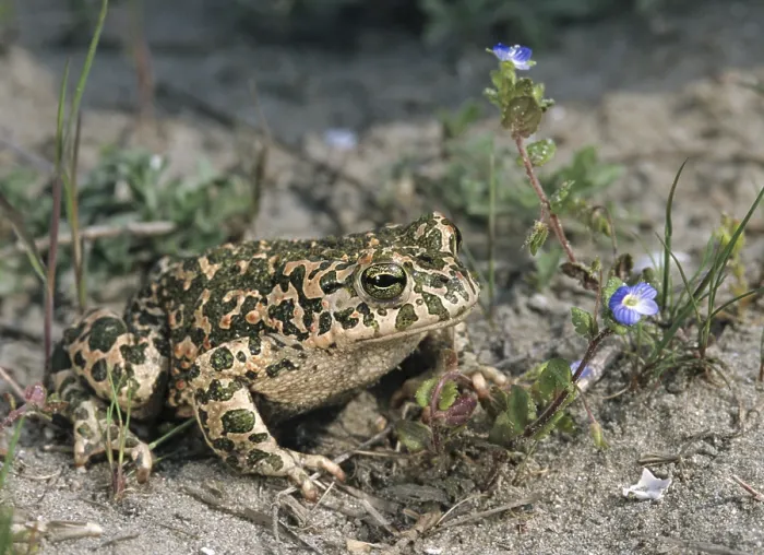 Framed Print : Green Toad Print (Bufo viridis) Framed Print : Green Toad Print (Bufo viridis)