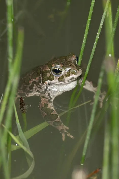 Framed Print : Green Toad Bufo viridis Print in Portrait Format Framed Print : Green Toad Bufo viridis Print in Portrait Format