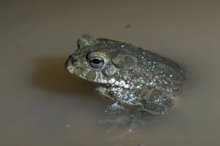 Framed Print : Green Toad Print, Bufotes viridis Framed Print : Green Toad Print, Bufotes viridis
